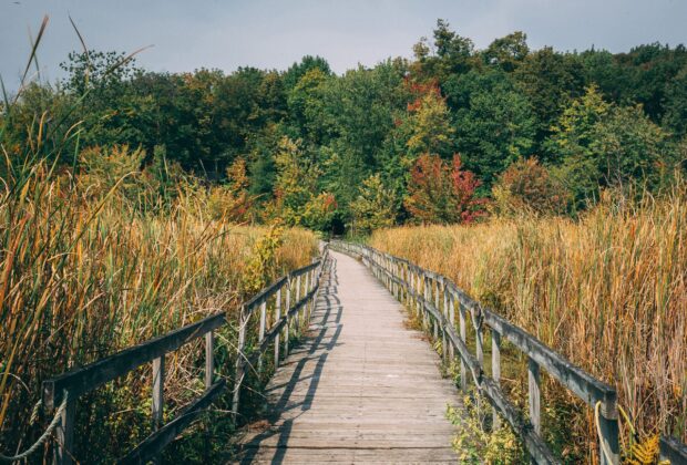 Explorez les milieux humides du Québec