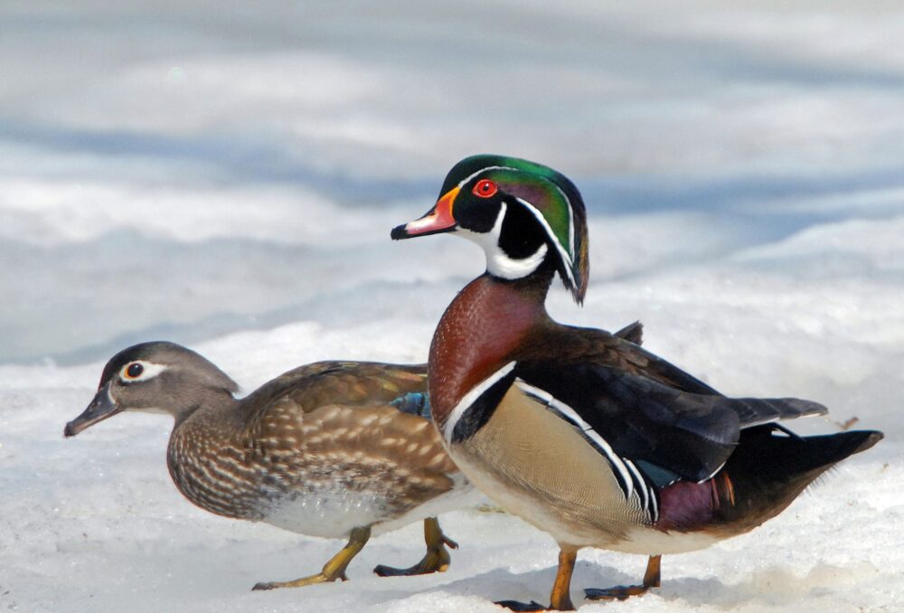 Couple de canards branchus, marchant dans la neige.