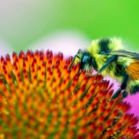 La biodiversité