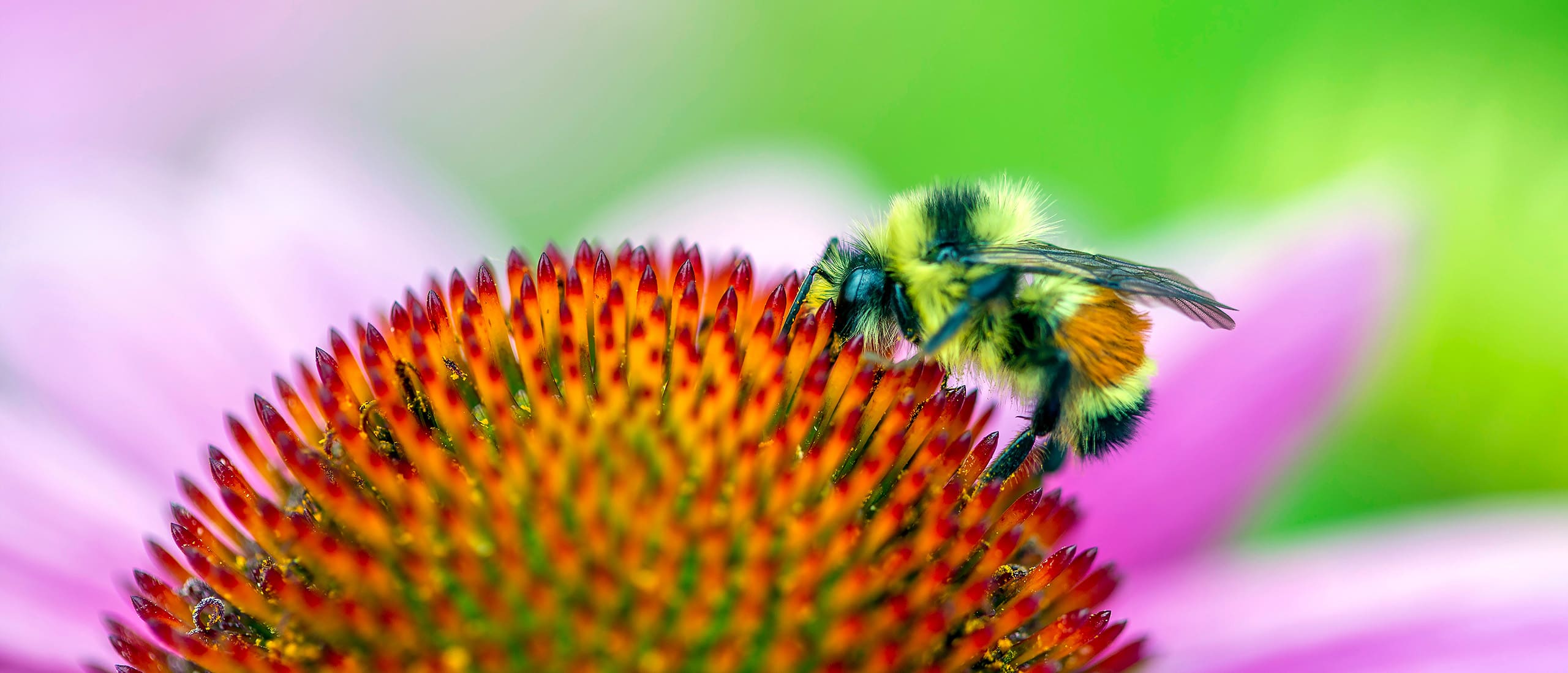 BIODIVERSIT NOTRE ENVIRONNEMENT visual data 2