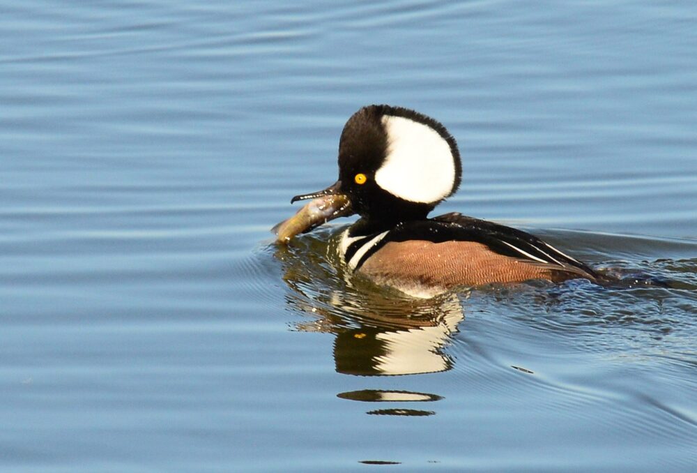 Canard nageant et mangeant un poisson