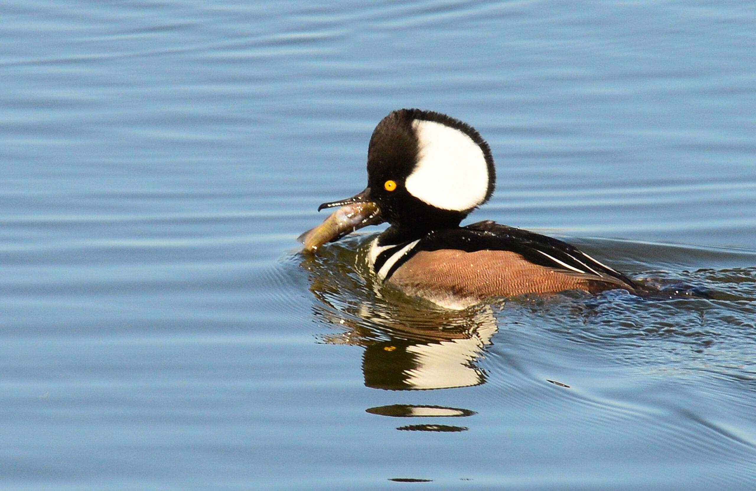 Que mangent les canards sauvages? — Ducks Unlimited Canada
