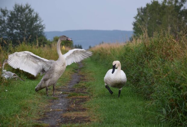 Une remise à niveau au marais de l’Anse aux Foins, pour le maintien de conditions idéales pour la faune des milieux humides