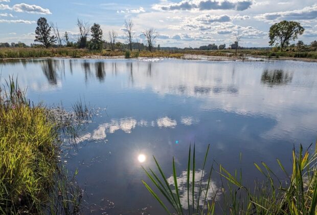 Près de 50 hectares restaurés en milieux humides pour combiner harmonieusement agriculture et conservation
