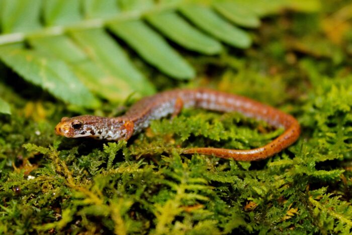 Salamandre à quatre orteils