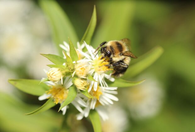 Une mini-mare chez vous? Les pollinisateurs n’attendent que ça!