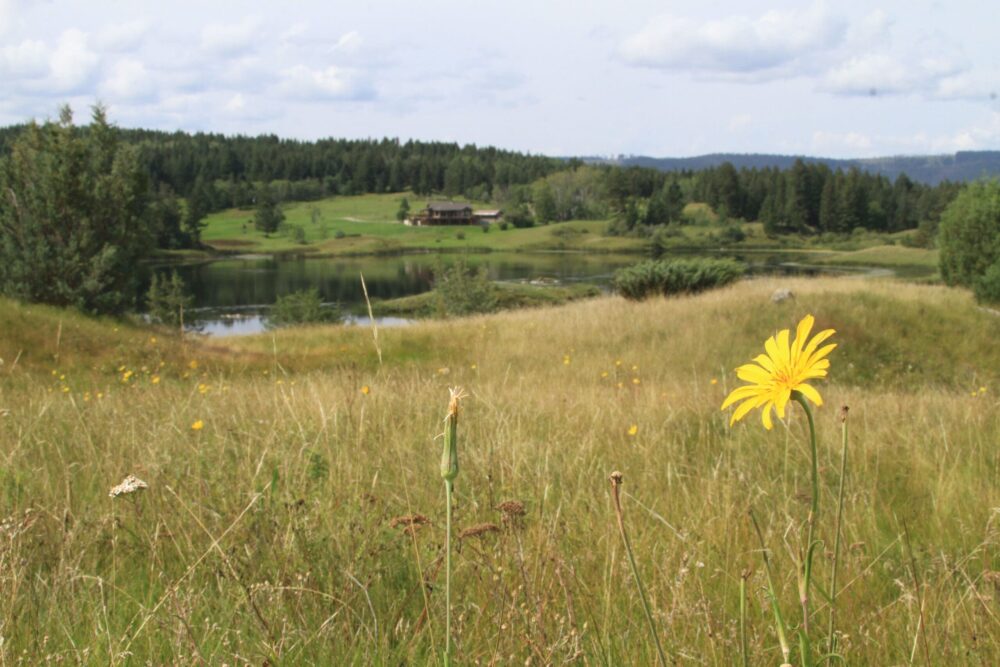 Un nouvel outil de Canards Illimités Canada permet de cartographier la biodiversité des Prairies
