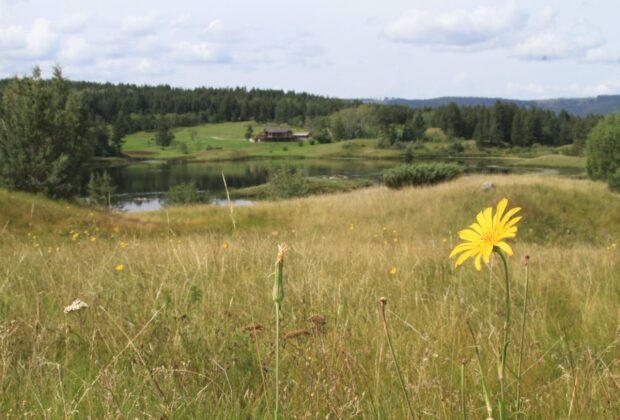 Un nouvel outil de Canards Illimités Canada permet de cartographier la biodiversité des Prairies