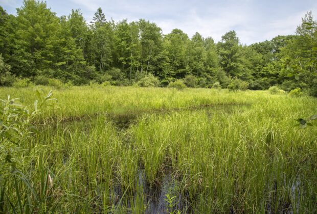 Découvrez les milieux humides de l’Ontario