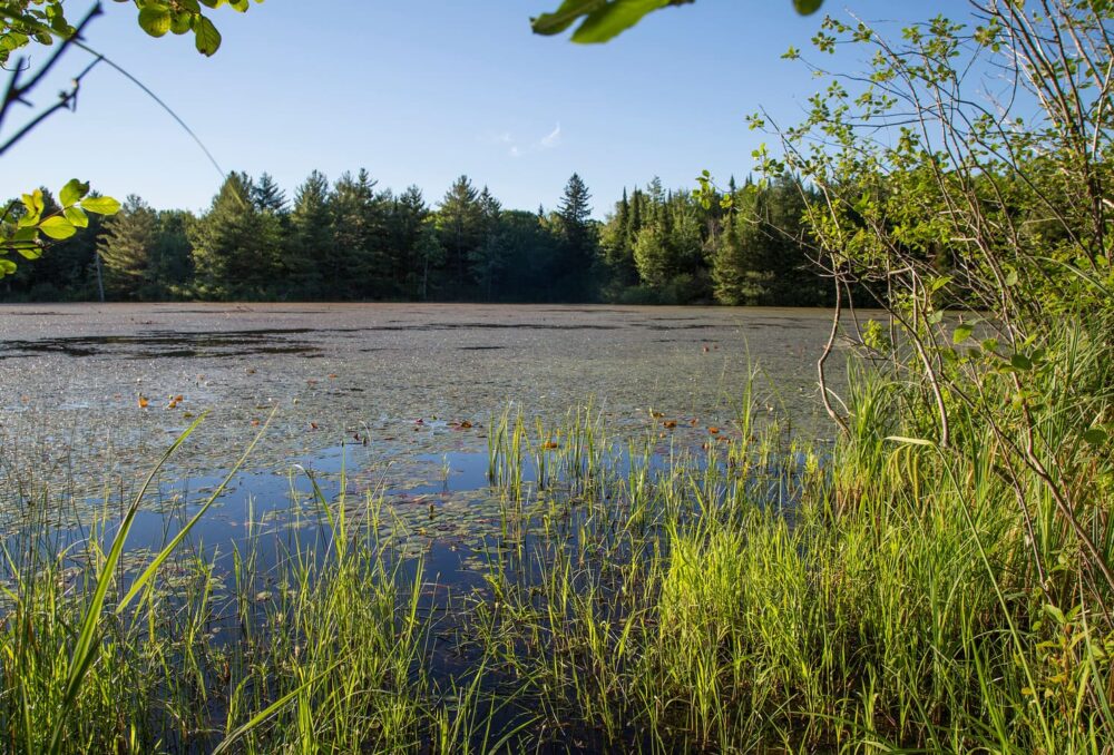 Un riche habitat de milieu humide sur la propriété des collines de Carp de CIC.