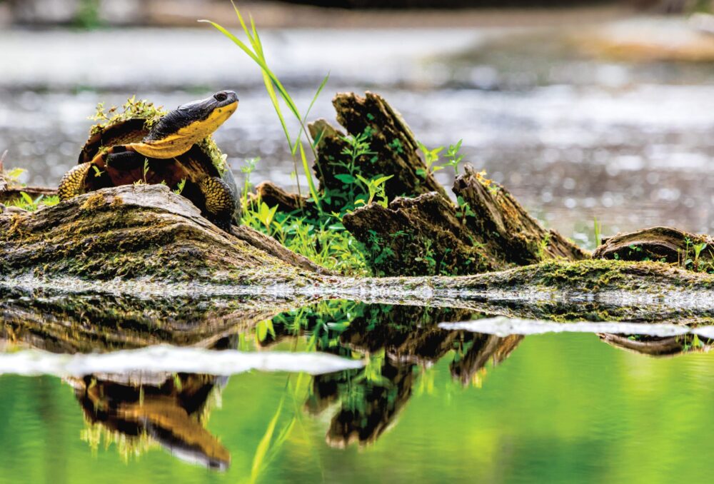 La survie de la tortue mouchetée dépend d’une variété d’habitats de milieux humides sains, y compris les marais, les marécages et les étangs.