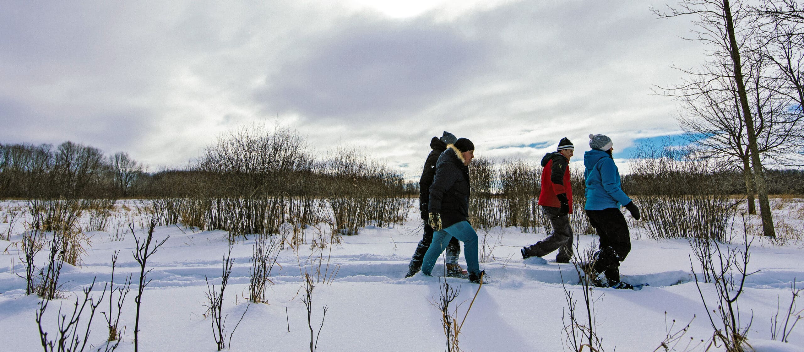 Four people showshoeing at Hullett Marsh in Ontario.