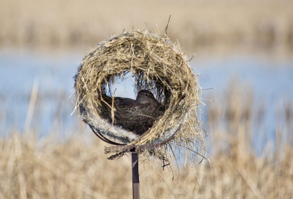 Mallard hen, nesting in a duck tunnel.