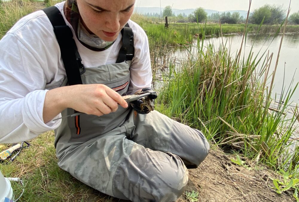 UBC master’s student Megan Winand completed her thesis on the effectiveness of amphibian mitigation translocation at the marsh.