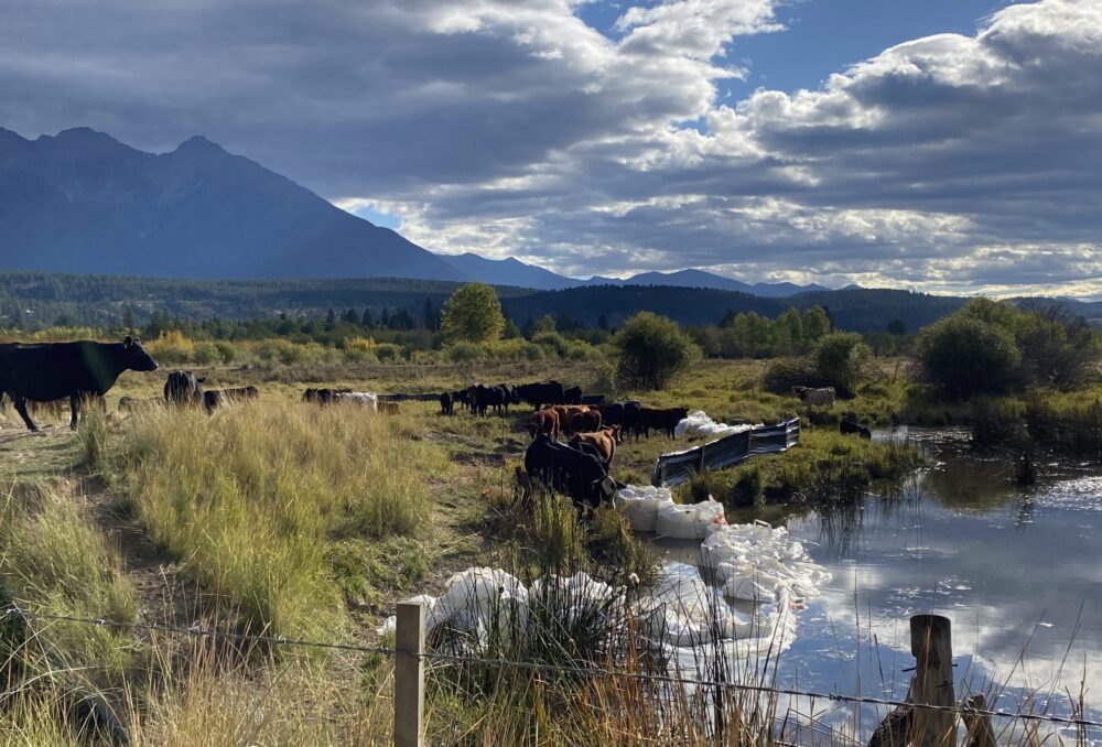Marais Mayook entouré de bétail en pâturage près d’une barrière environnementale installée temporairement pour le projet de reconstruction.