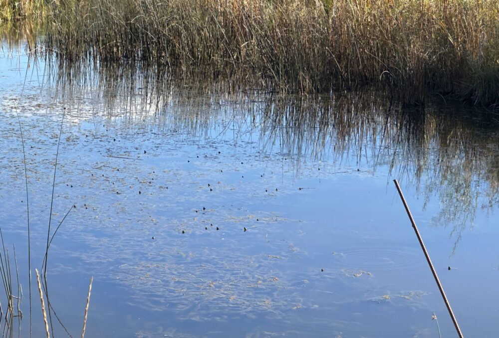 All of the dark dots on the water surface are the heads of curious turtles watching the action.