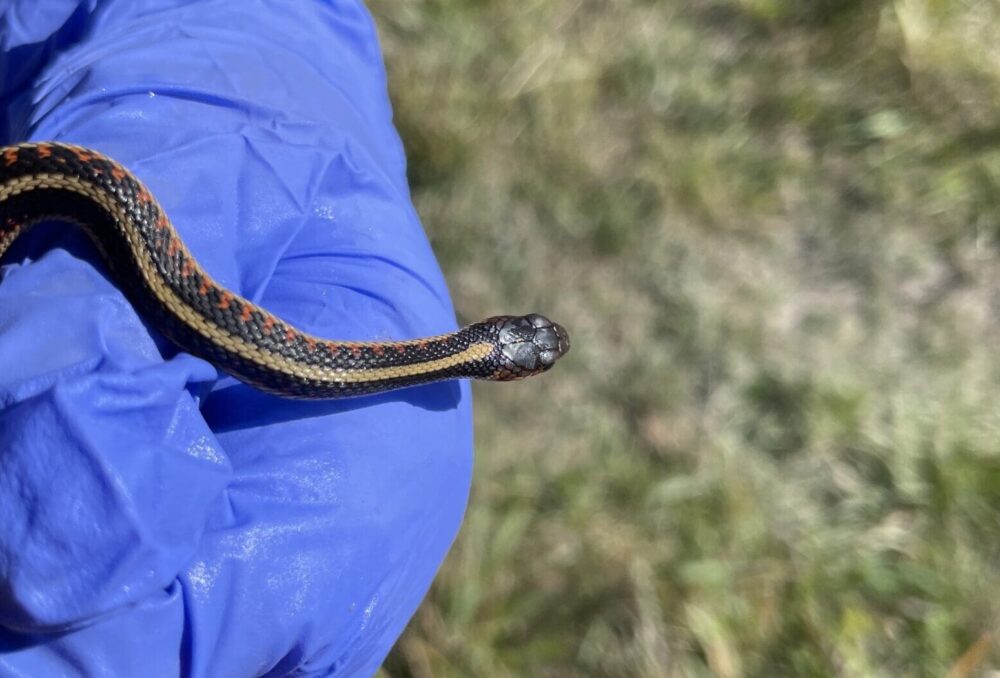 A snake is relocated as part of environmental safety monitoring in advance of the upgrade.