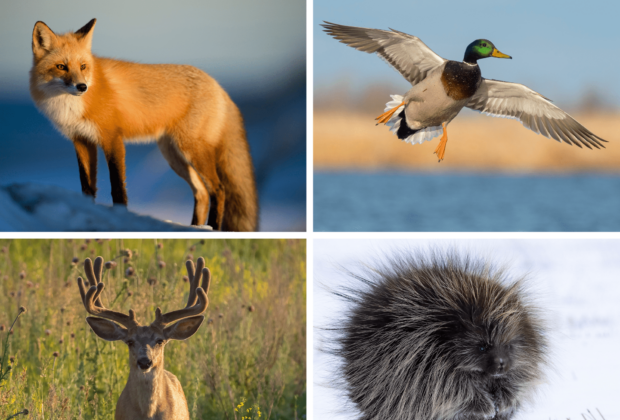 Mystère au milieu humide