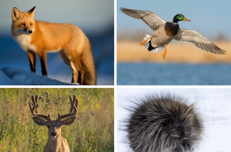 Collage of four animals; fox, mallard, deer, porcupine