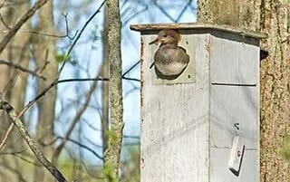 wood duck