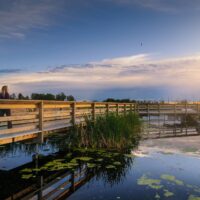Visions des marais