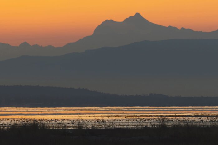 Le marais entourant le parc régional de Boundary Bay abrite une grande abondance de canards, d’oies, d’oiseaux de rivage, de rapaces et d’autres oiseaux. C’est l’un de mes endroits préférés pour observer les oiseaux et être entouré de nature. C’est aussi un endroit incroyable pour regarder le soleil se lever à l’horizon. 