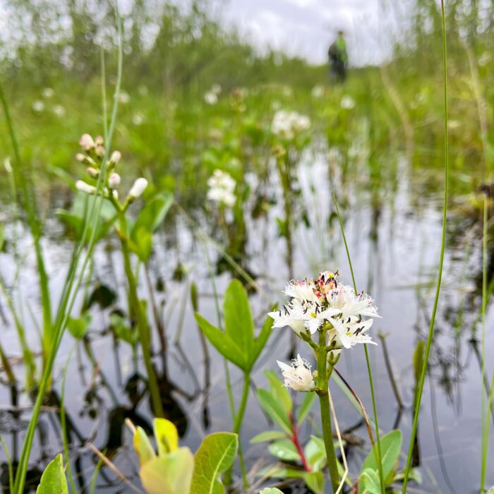 Ce milieu humide se trouve près de Conklin, en Alberta; j’y ai passé un été à faire des travaux de recherche sur le terrain et j’ai appris à vraiment aimer ce fen. 
