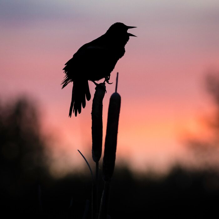 Cette photo a été prise au milieu humide John E. Poole à Saint-Albert, en Alberta. Je visite régulièrement ce milieu humide pour observer les oiseaux et faire de la photographie. C’est un endroit merveilleux pour profiter de la nature sans avoir à aller loin de la ville. 