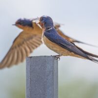 Leçons d’habitat et d’espoir