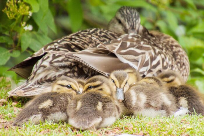 Colvert