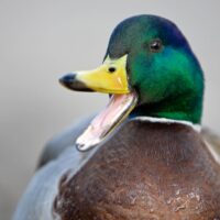 Colvert un jour, colvert toujours