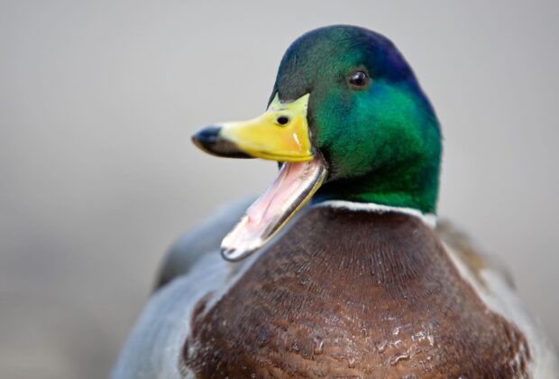 Colvert un jour, colvert toujours