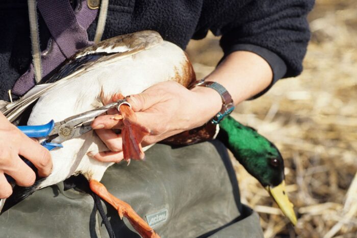 Une chercheuse pose une bague à la patte d'un colvert.