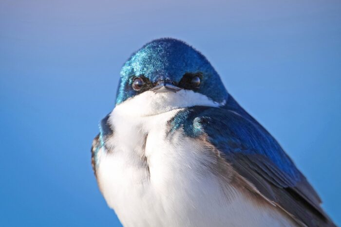 Les effectifs d’insectivores aériens, comme l’hirondelle bicolore, ont diminué de 43 % depuis 1970.