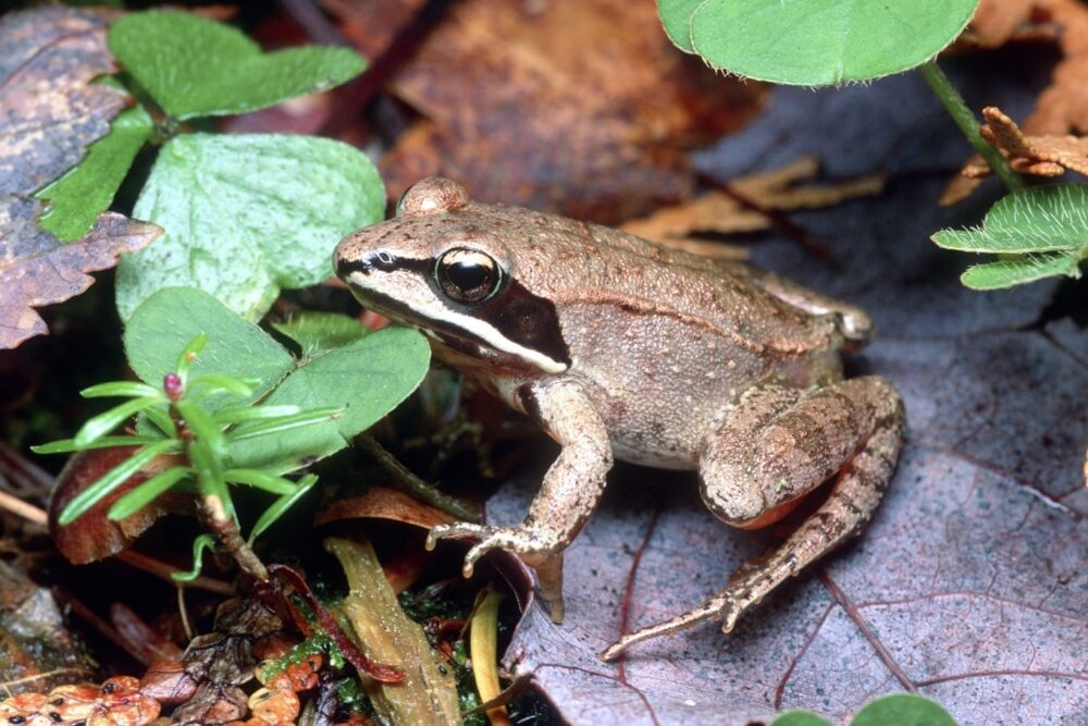 Grenouille des bois, une des espèces sélectionnées dans le sud de l’Outaouais et dans les Laurentides pour modéliser la connectivité écologique.