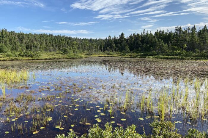 La conservation du milieu humide de l’avenue Empire par CIC garantit qu’il continue d’être un refuge pour la faune et les gens, et qu’il devient un élément clé de l’infrastructure naturelle de la ville, aidant à filtrer les eaux de ruissellement et à atténuer les inondations.