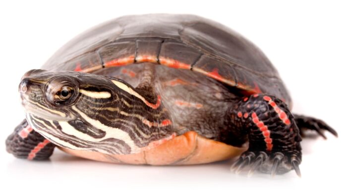 Une tortue