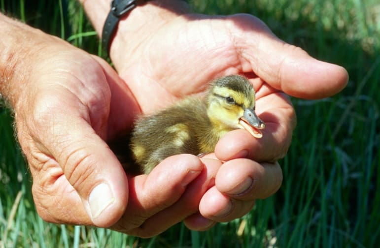 Duckling being held by a person