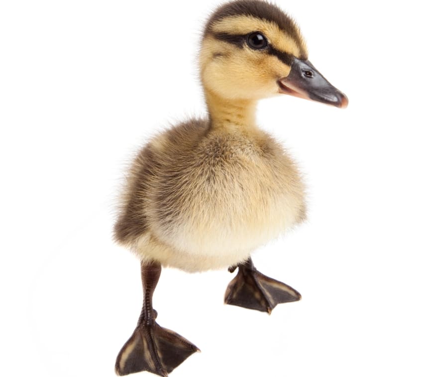 Duckling
