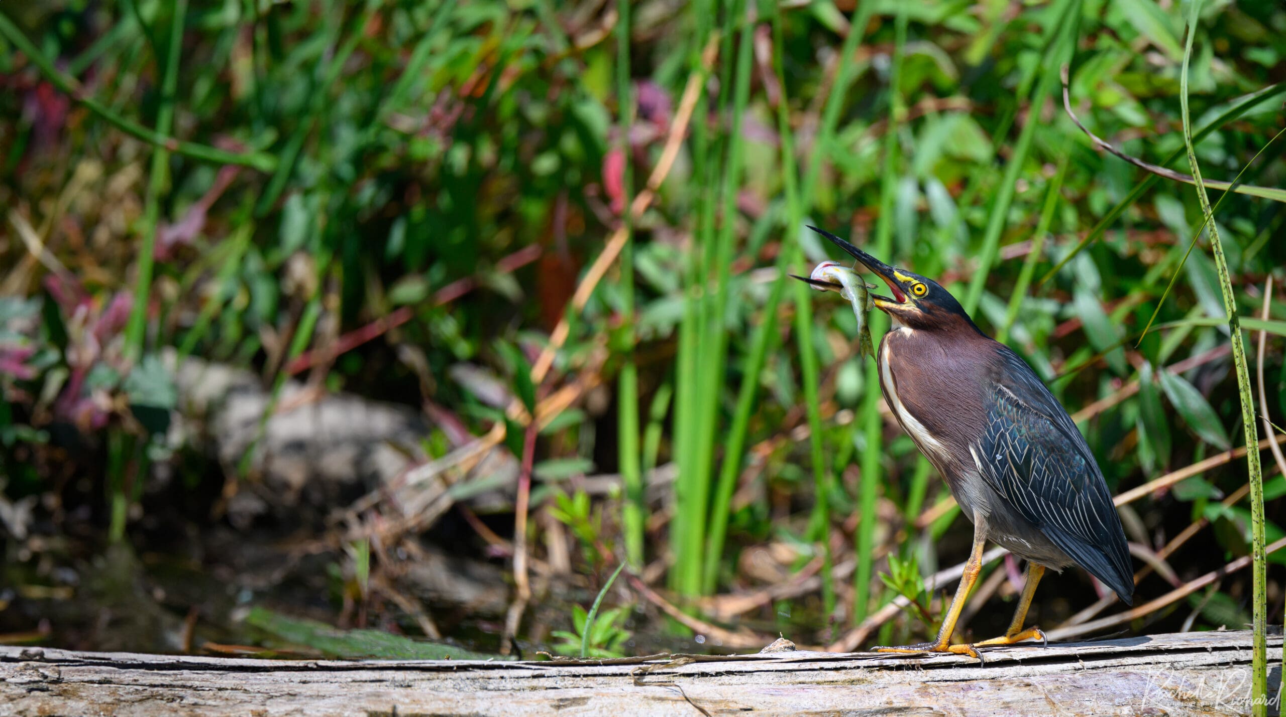 A bird with a small fish in it's mouth.