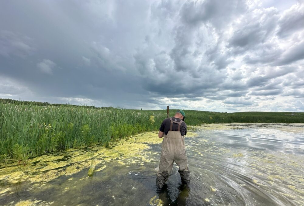 Collecting aquatic invertabrates. 