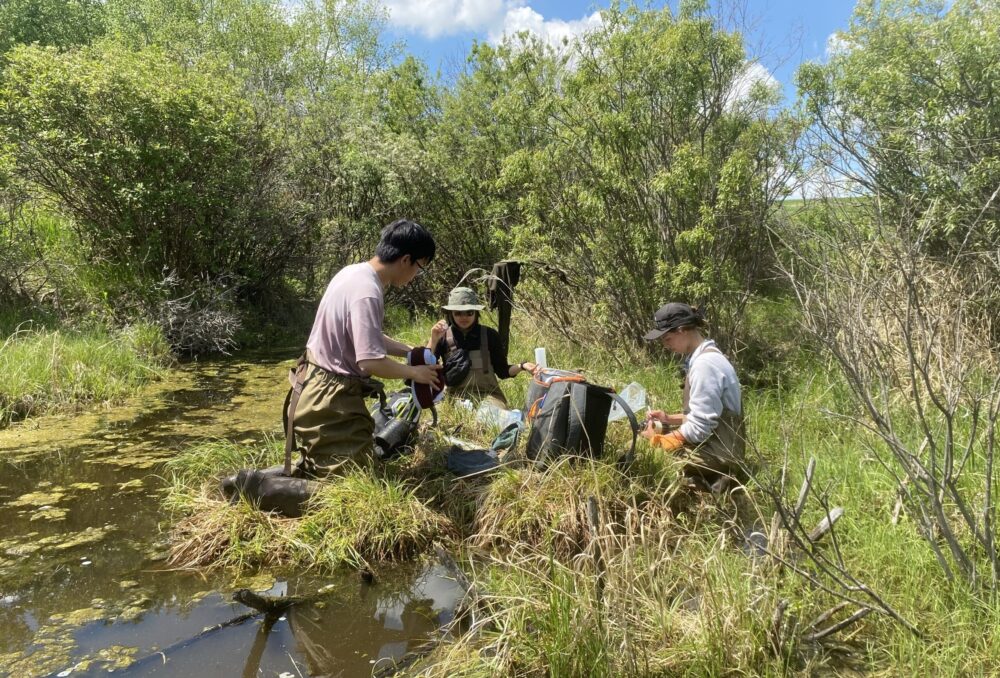 Collecte d’invertébrés aquatiques