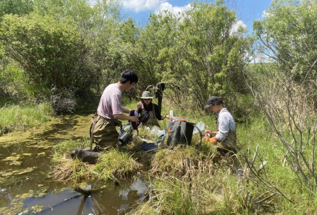 Sur le terrain : postes d’été à l’Institut de recherche sur les terres humides et la sauvagine
