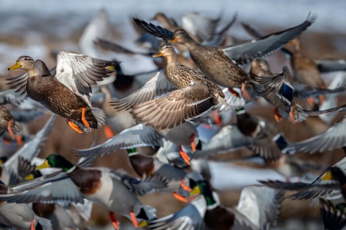 Envol de canards colverts.