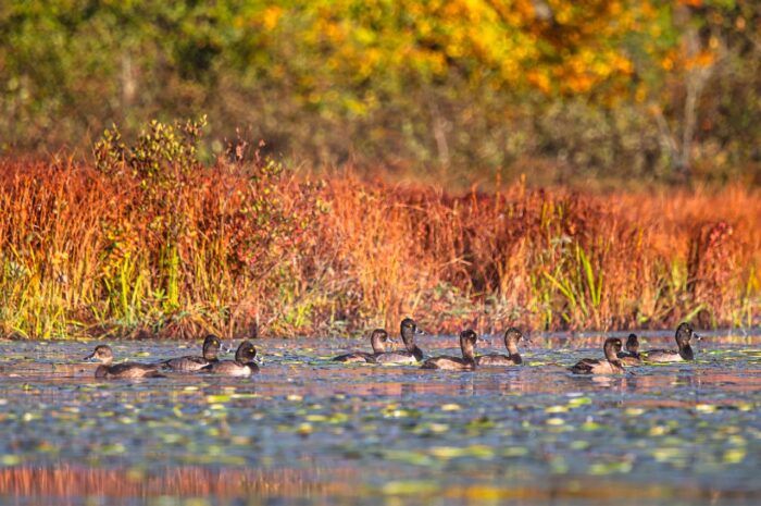 Fuligules à collier en pleine migration d'automne.