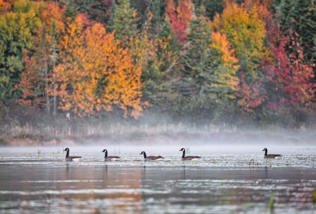 Le grand voyage de l’automne