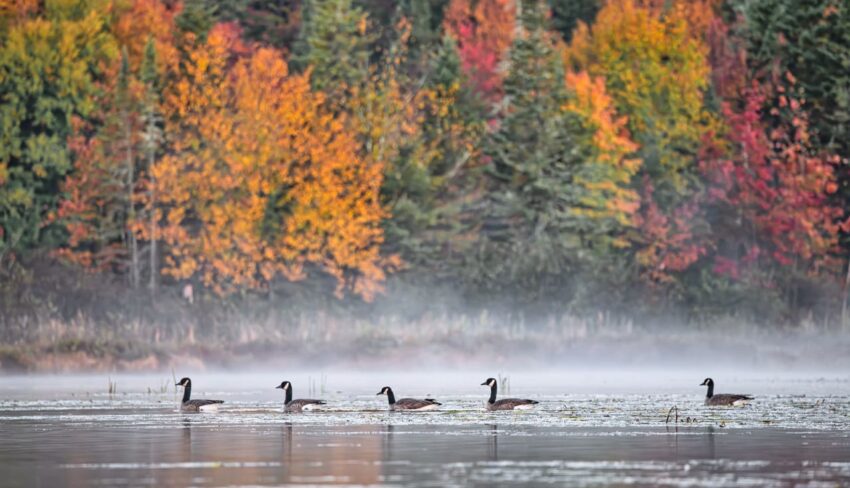 Le grand voyage de l’automne