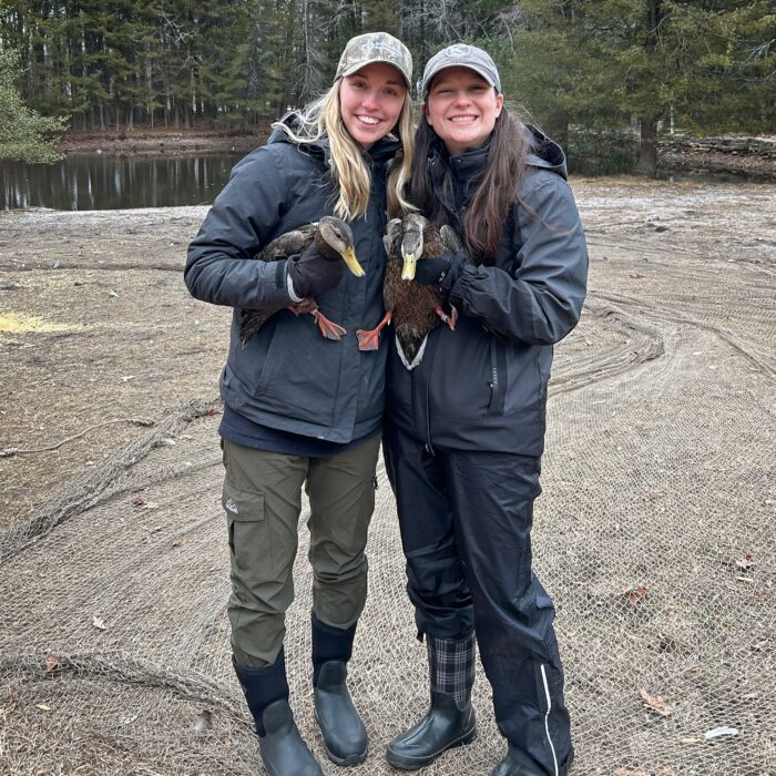 Les doctorantes Cassidy Waldrep et Kelsie Huss tiennent deux canards noirs mâles qui ont été capturés dans le New Jersey à l’aide d’un filet à fusée. Bien que les canards noirs mâles ne fassent pas partie du projet, chacun est bagué afin de permettre aux chasseurs de récupérer les prises potentielles.