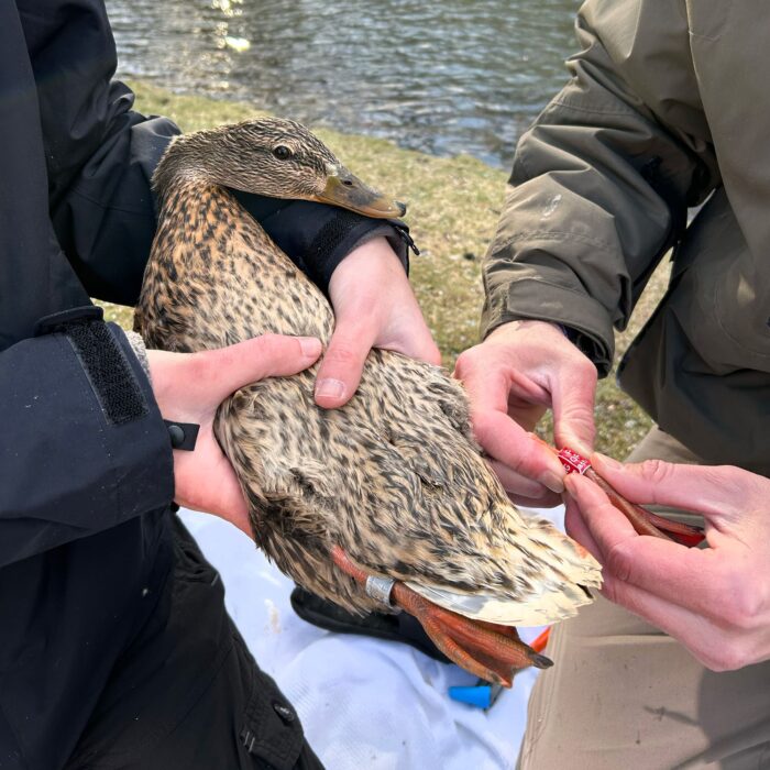 Un canard colvert femelle est équipé d’un géolocalisateur fixé à sa patte gauche. Ces appareils capturent les niveaux de lumière chaque cinq minutes et les analysent afin d’extraire des données de localisation de manière non invasive. Les appareils sont fixés à la bague rouge qui contient des informations sur la personne à contacter si l’oiseau est capturé. 