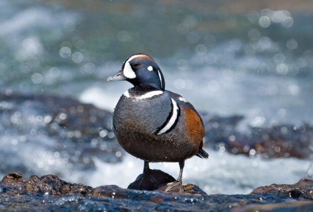 A Harlequin drake standing in stream.
